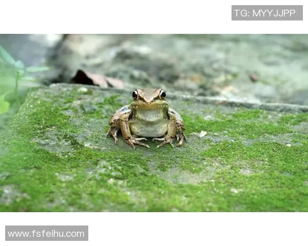 黑光生存进化中的食物与水源获取全攻略与实用技巧分享 黑光生存进化中的食物与水源获取全攻略与实用技巧分享